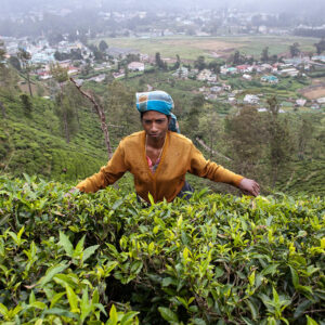 Progetto fotografico le madri di Ceylon di Francesca Guarnaschelli piantagione