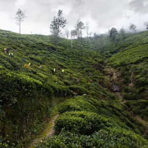 Progetto fotografico le madri di Ceylon di Francesca Guarnaschelli vallata