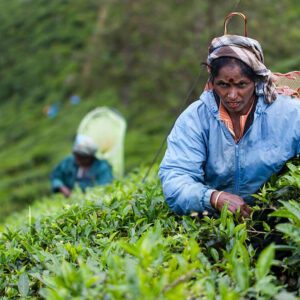 Progetto fotografico le madri di Ceylon di Francesca Guarnaschelli nel verde