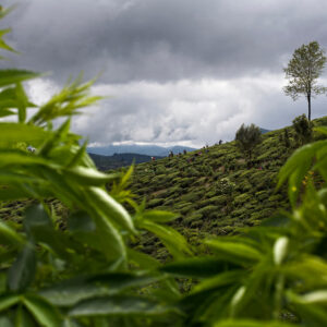 Progetto fotografico le madri di Ceylon di Francesca Guarnaschelli pianta particolare